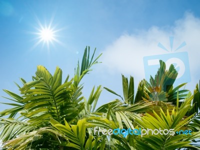 Green Leaves With The Sun Shining Stock Photo