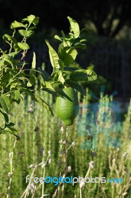 Green Lemon Stock Photo