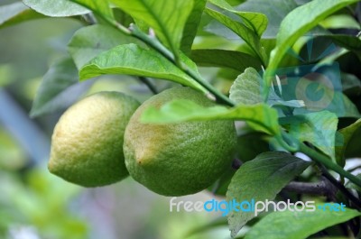 Green Lemons Stock Photo