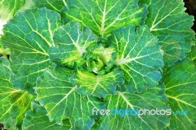 Green Lettuce Stock Photo