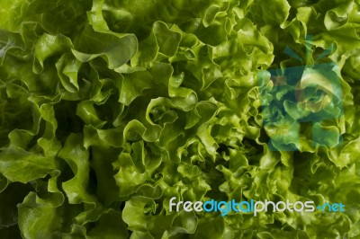 Green Lettuce Stock Photo