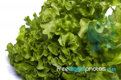 Green Lettuce Stock Photo