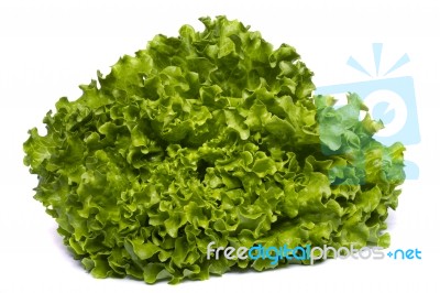 Green Lettuce Stock Photo