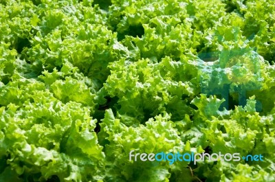 Green Lettuce Stock Photo