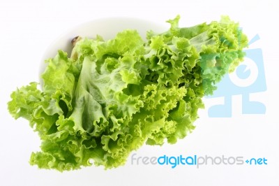 Green Lettuce Stock Photo