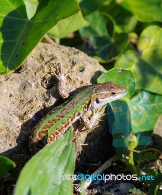 Green Lizard Stock Photo