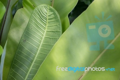 Green Lotus Leaf In Summer Day Stock Photo