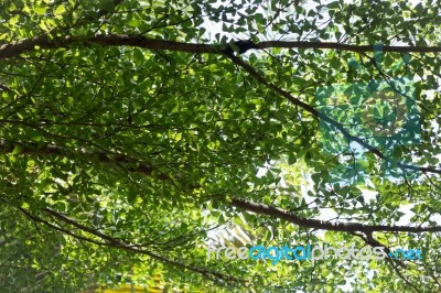 Green Lotus Leaf In Summer Day Stock Photo