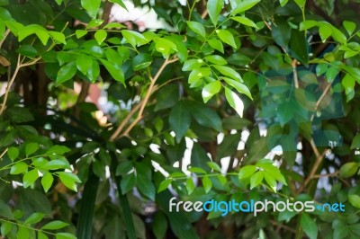 Green Lotus Leaf In Summer Day Stock Photo