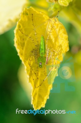 Green Lynx Spider Is A Conspicuous Bright-green Spider Found On Stock Photo