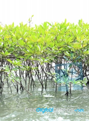 Green Mangrove Forest On Sea Level Stock Photo