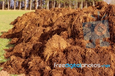 Green Manure Crop Stock Photo