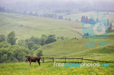 Green Meadows In A Hills With A Cow Stock Photo