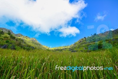 Green Meadows On Mountain In Chiang Mai Stock Photo