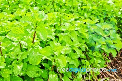 Green Mint Plant Stock Photo