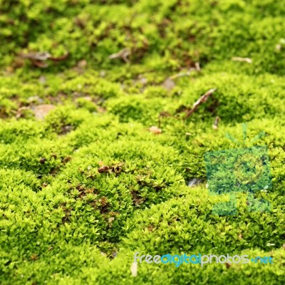 Green Moss Stock Photo