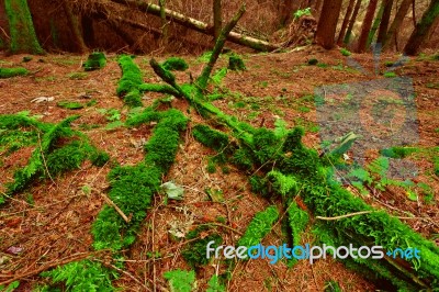 Green Moss Coats A Deadfall In Scottish Conifer Forest Stock Photo