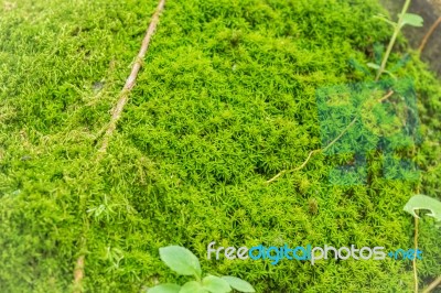 Green Moss For Background Texture Stock Photo