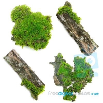 Green Moss On White Background Stock Photo