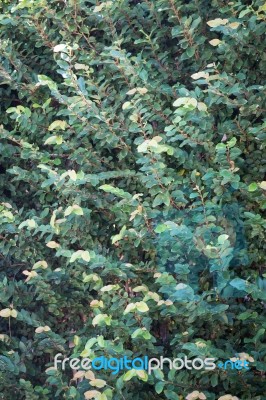 Green Nature Leaves For Rest One's Eyes Stock Photo