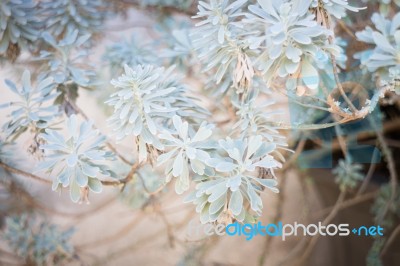 Green Nature Leaves For Rest One's Eyes Stock Photo