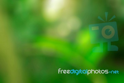 Green Nature With Background Blurred Stock Photo