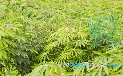 Green Of Cassava Field Stock Photo