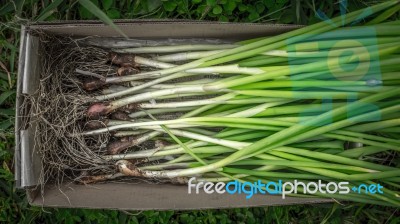 Green Onions In The Box Stock Photo