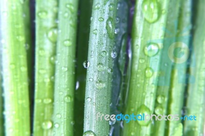 Green Onions With Water Drops Stock Photo