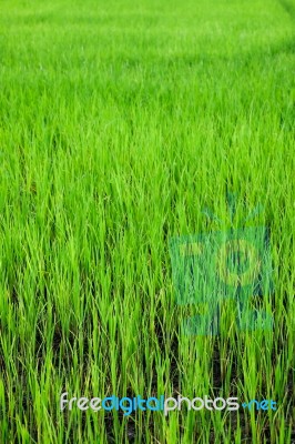 Green Paddy Stock Photo