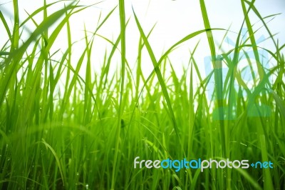 Green Paddy In Field Stock Photo