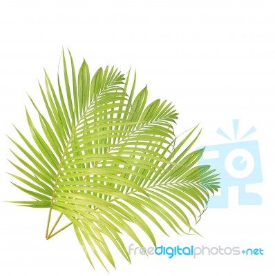 Green Palm Leaf Isolated On White Background Stock Photo