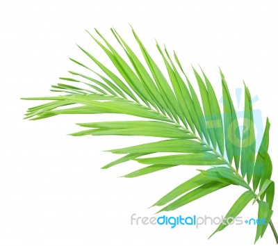 Green Palm Leaf Isolated On White Background Stock Photo