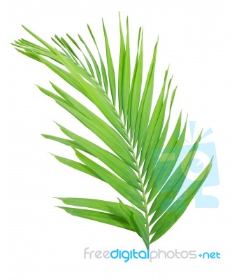 Green Palm Leaf Isolated On White Background Stock Photo