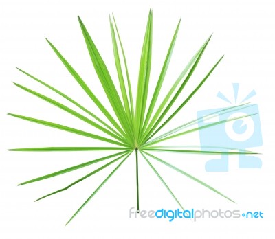 Green Palm Leaf Isolated On White Background Stock Photo