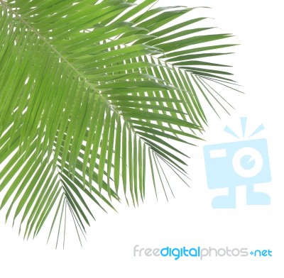 Green Palm Leaf Isolated On White Background Stock Photo