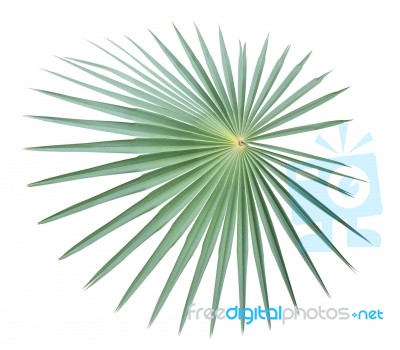 Green Palm Leaf Isolated On White Background Stock Photo