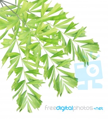 Green Palm Leaf Isolated On White Background Stock Photo