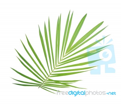 Green Palm Leaf Isolated On White Background Stock Photo