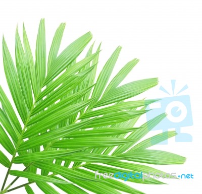 Green Palm Leaf Isolated On White Background Stock Photo