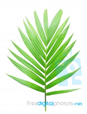 Green Palm Leaf Isolated On White Background Stock Photo