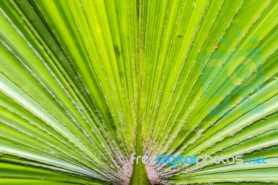 Green Palm Leaf Texture Stock Photo