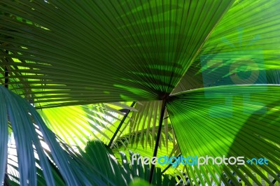 Green Palm Leaves Stock Photo