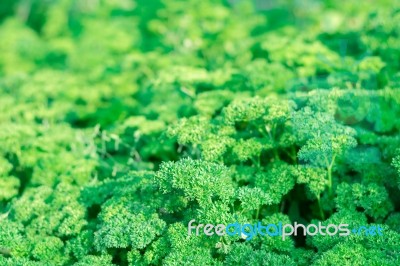 Green Parsley In The Garden For Background Stock Photo