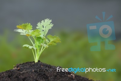 Green Parsley Plant Growth On Top Soil Stock Photo