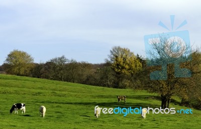 Green Pasture Stock Photo