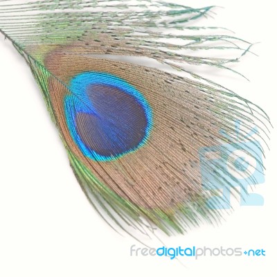 Green Peacock Feathers Stock Photo