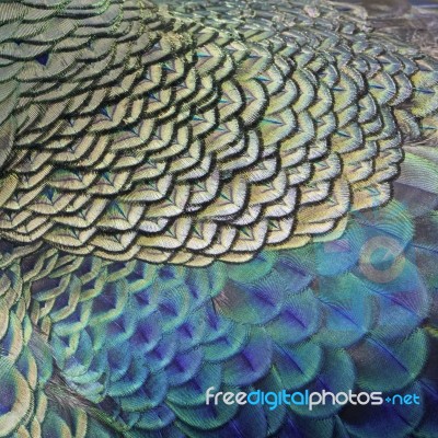 Green Peacock Feathers Stock Photo