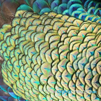 Green Peacock Feathers Stock Photo