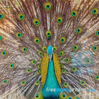 Green Peafowl Stock Photo